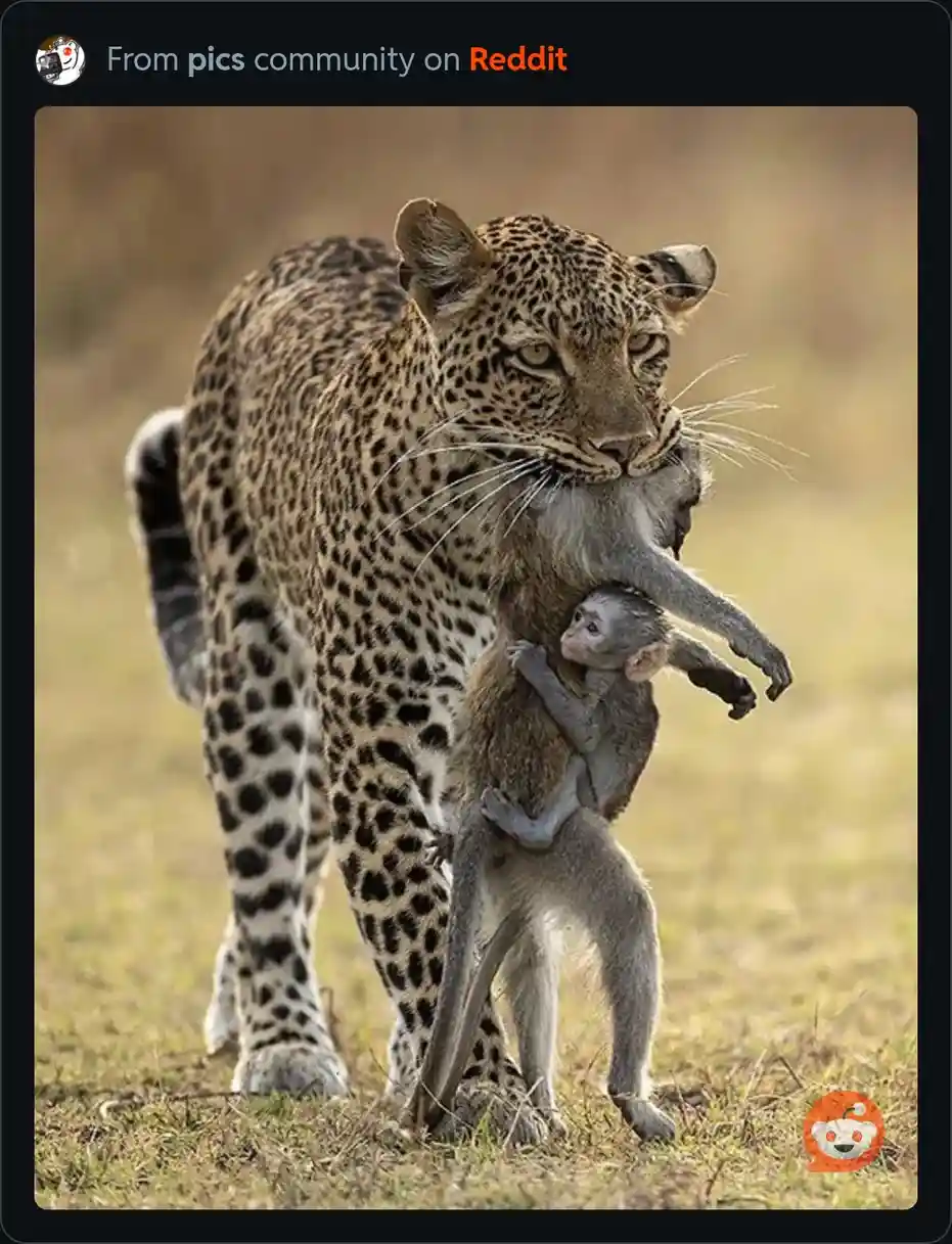 A leopard is carrying two small monkeys in its mouth, one clinging to the other, in a grassy field. The image is framed as a…