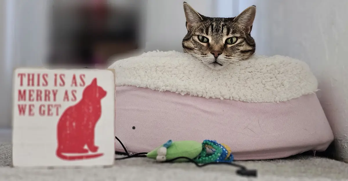 A tabby cat with green eyes peeks over the edge of a pink, fluffy pet bed, looking unimpressed. In the foreground, a small…