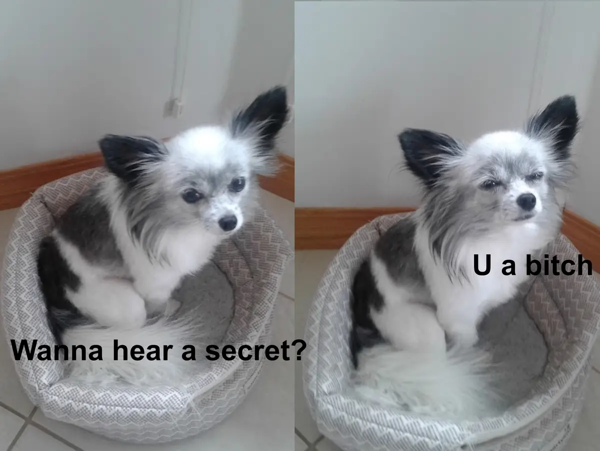 Same Meme, But This Time Featuring a New Pup!