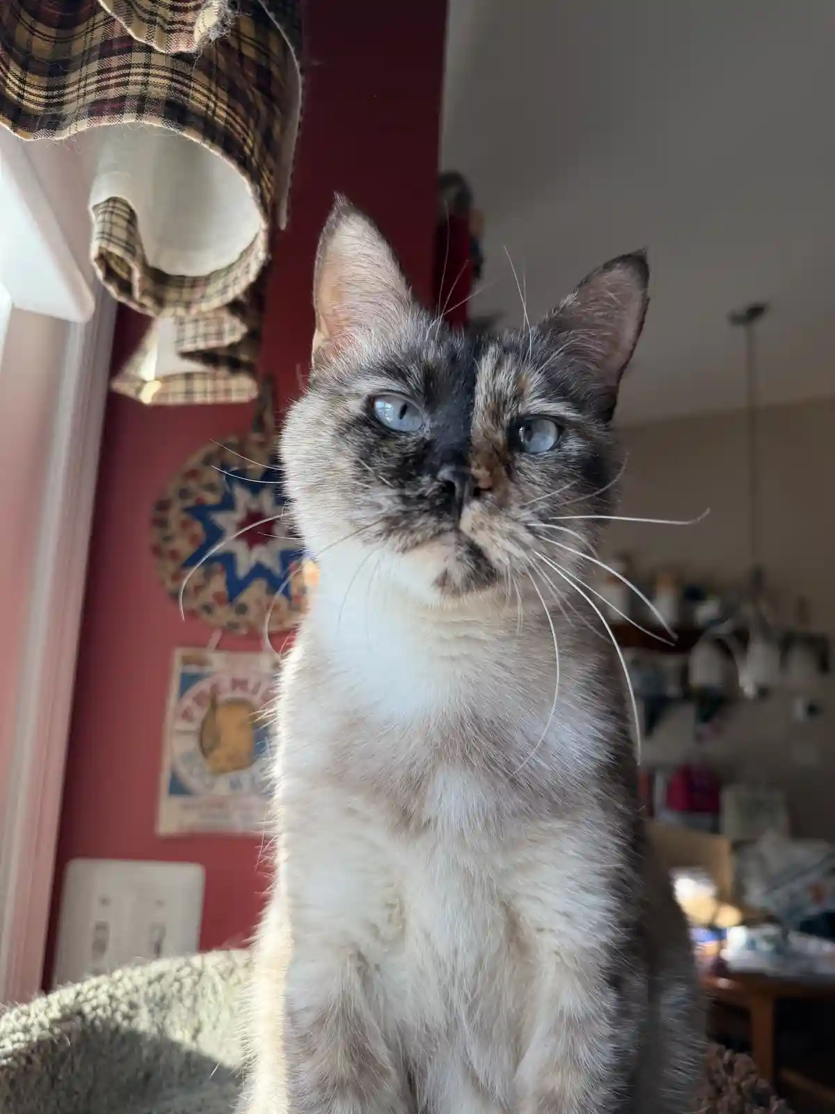 A close-up photo of a cat with a distinct split-face coloration, one side dark and the other lighter, sitting indoors near a…
