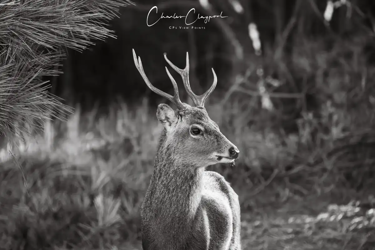 A black and white photograph of a male deer with large antlers standing in a forest, looking to the right. The image has a…