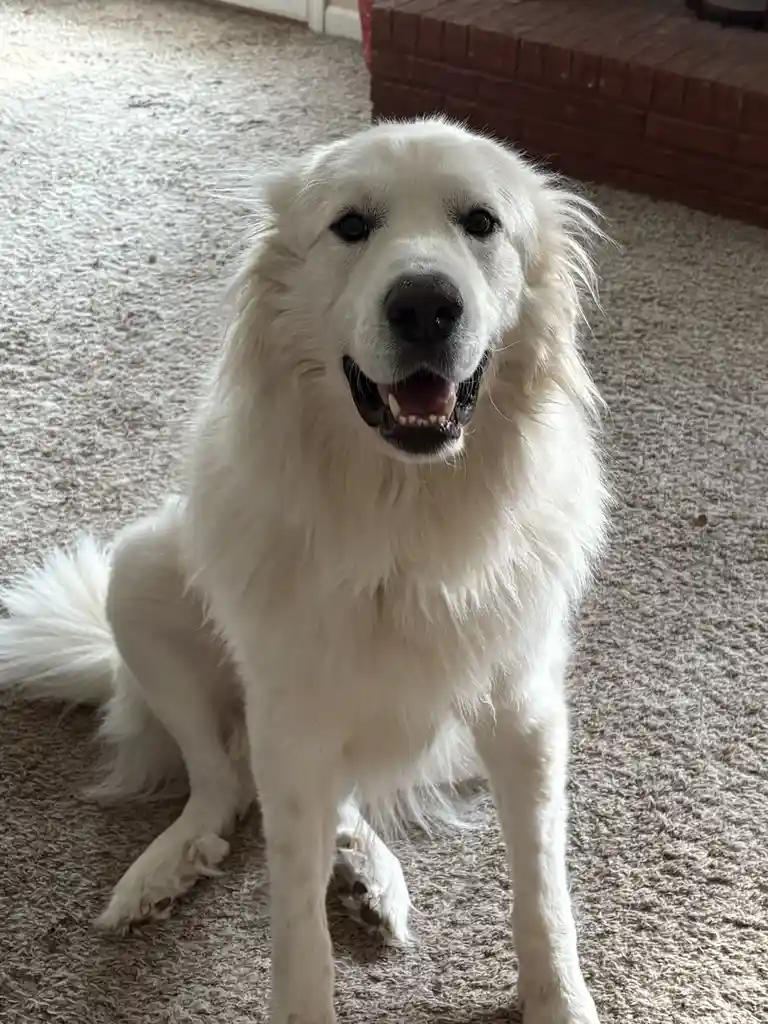 A fluffy white dog with a happy, open-mouthed expression sits on a beige carpet, looking directly at the camera. The…