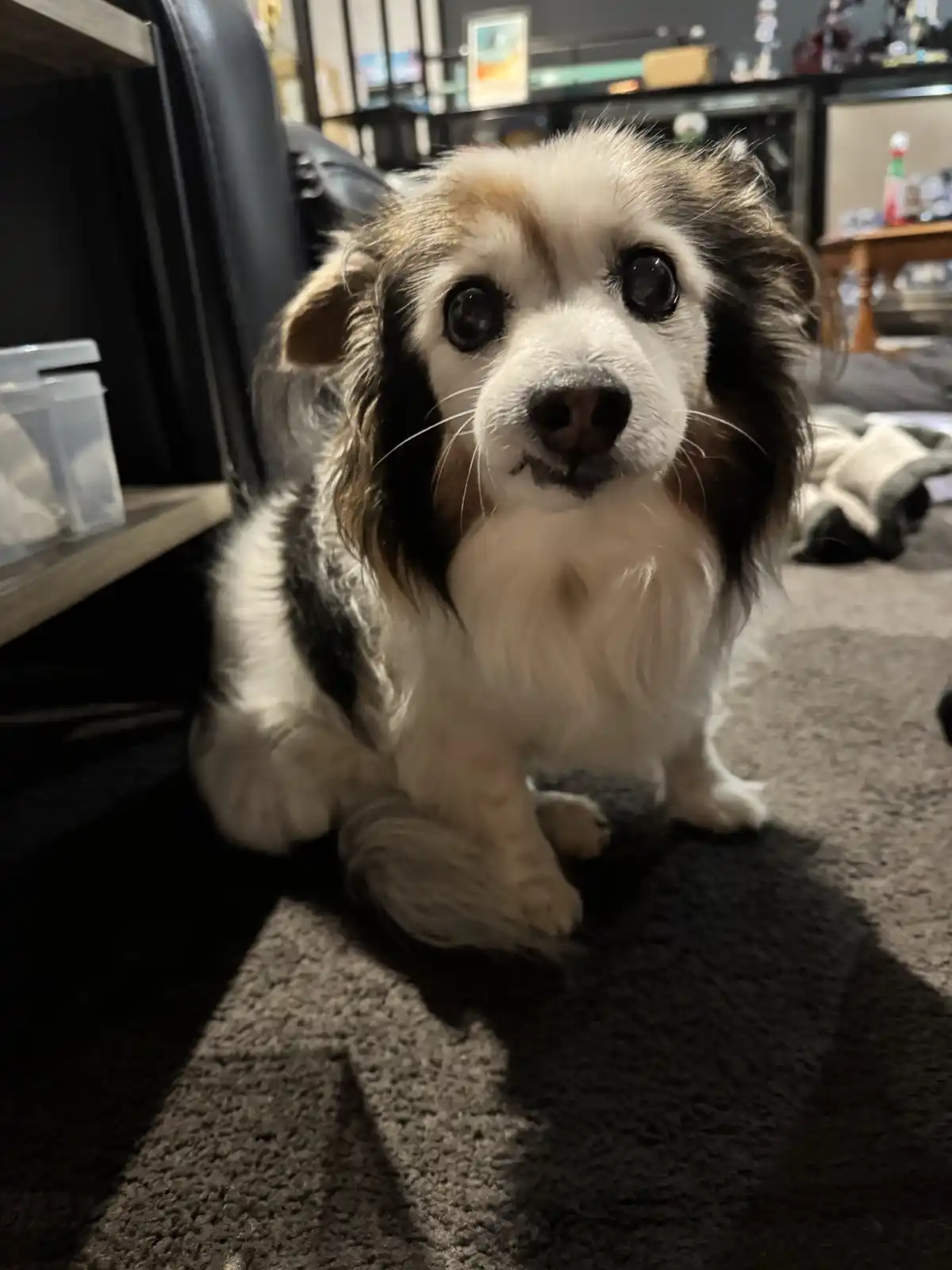 A small, fluffy dog with wide, expressive eyes and a white and brown coat sits on a carpeted floor, looking directly at the…