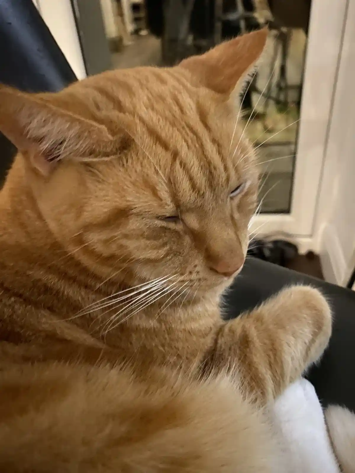 A close-up of a ginger tabby cat with one eye half-closed and the other fully shut, appearing very sleepy or uninterested…