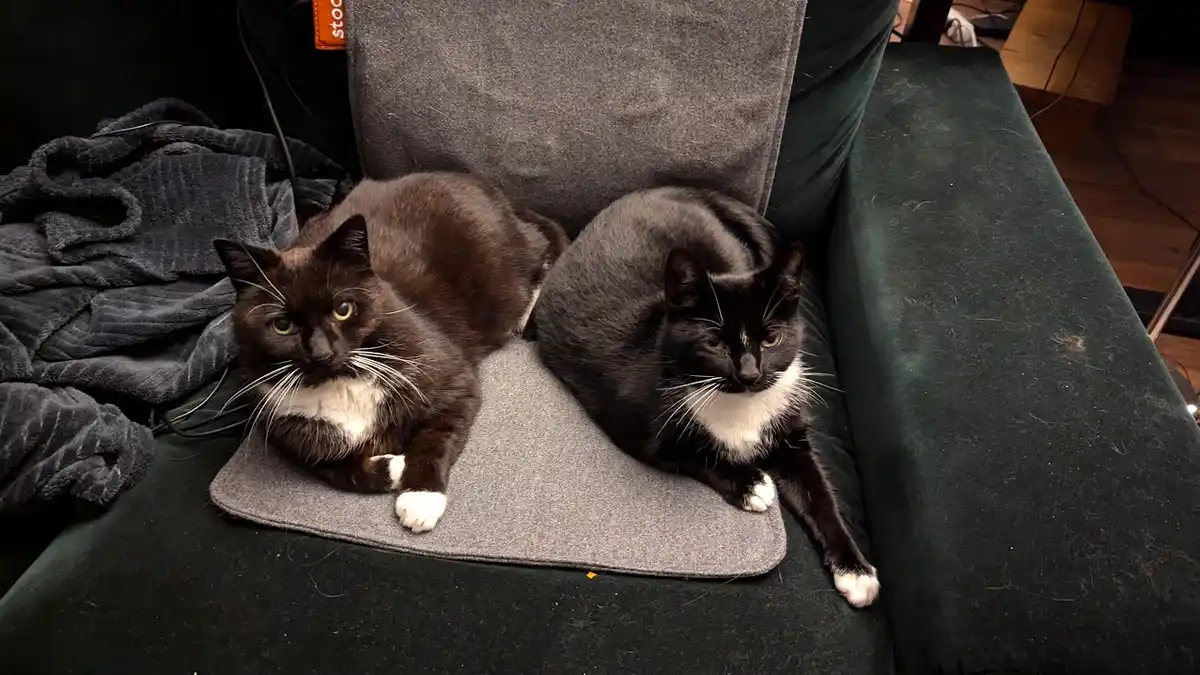 Two black-and-white cats sit side-by-side on a gray cushion placed on a dark green couch, both staring directly at the…