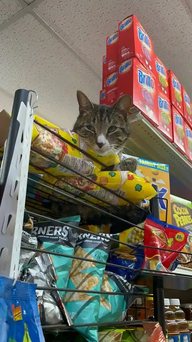 A tabby cat is perched atop a wire shelf in a store aisle, surrounded by snack items like bags of popcorn and boxes of…
