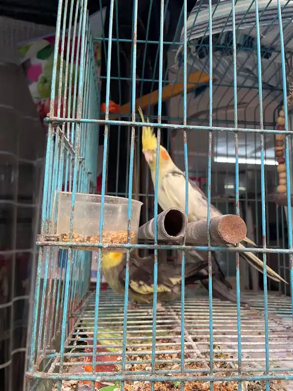 A yellow and grey cockatiel perched inside a rusty blue birdcage, looking upward with its crest raised, while another bird…