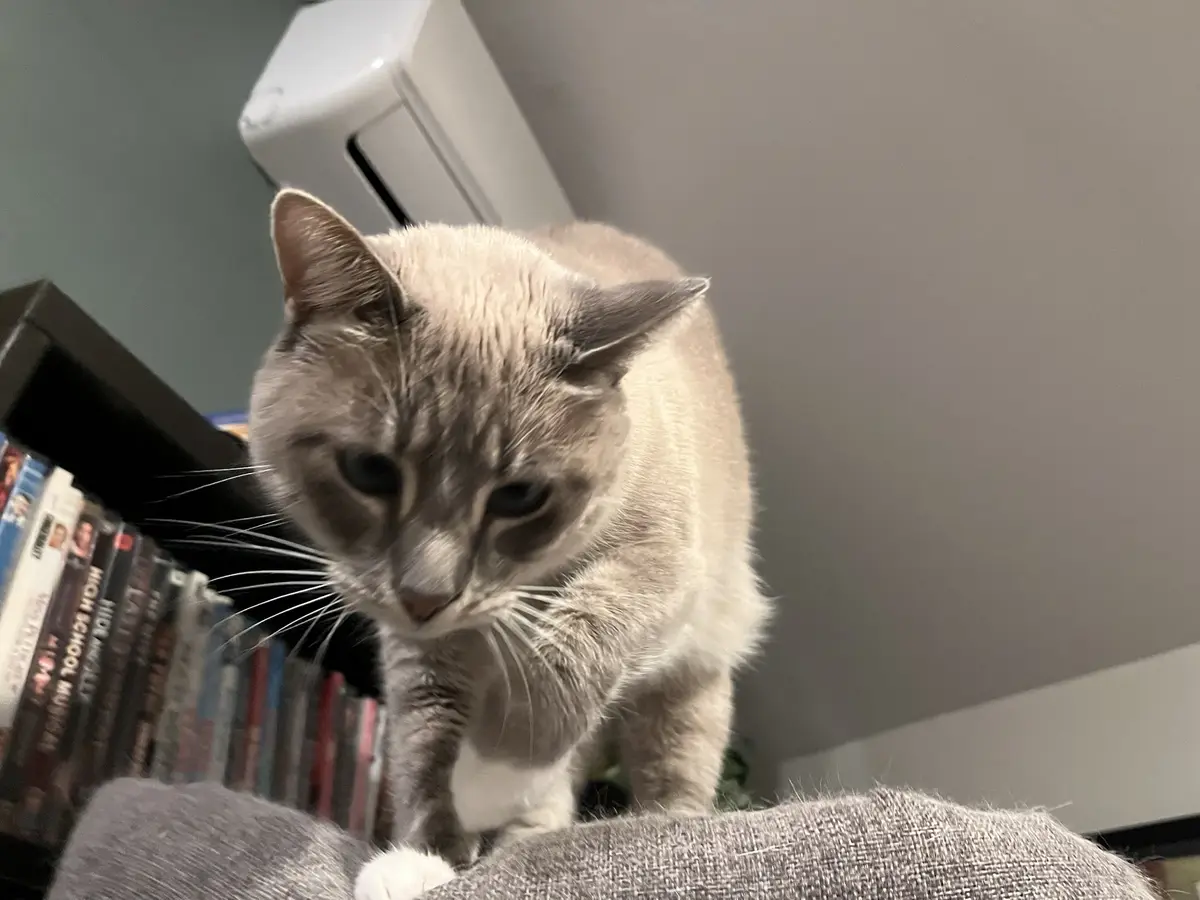 Daily Cat Chronicles: Ivy's 331st Day of Fame