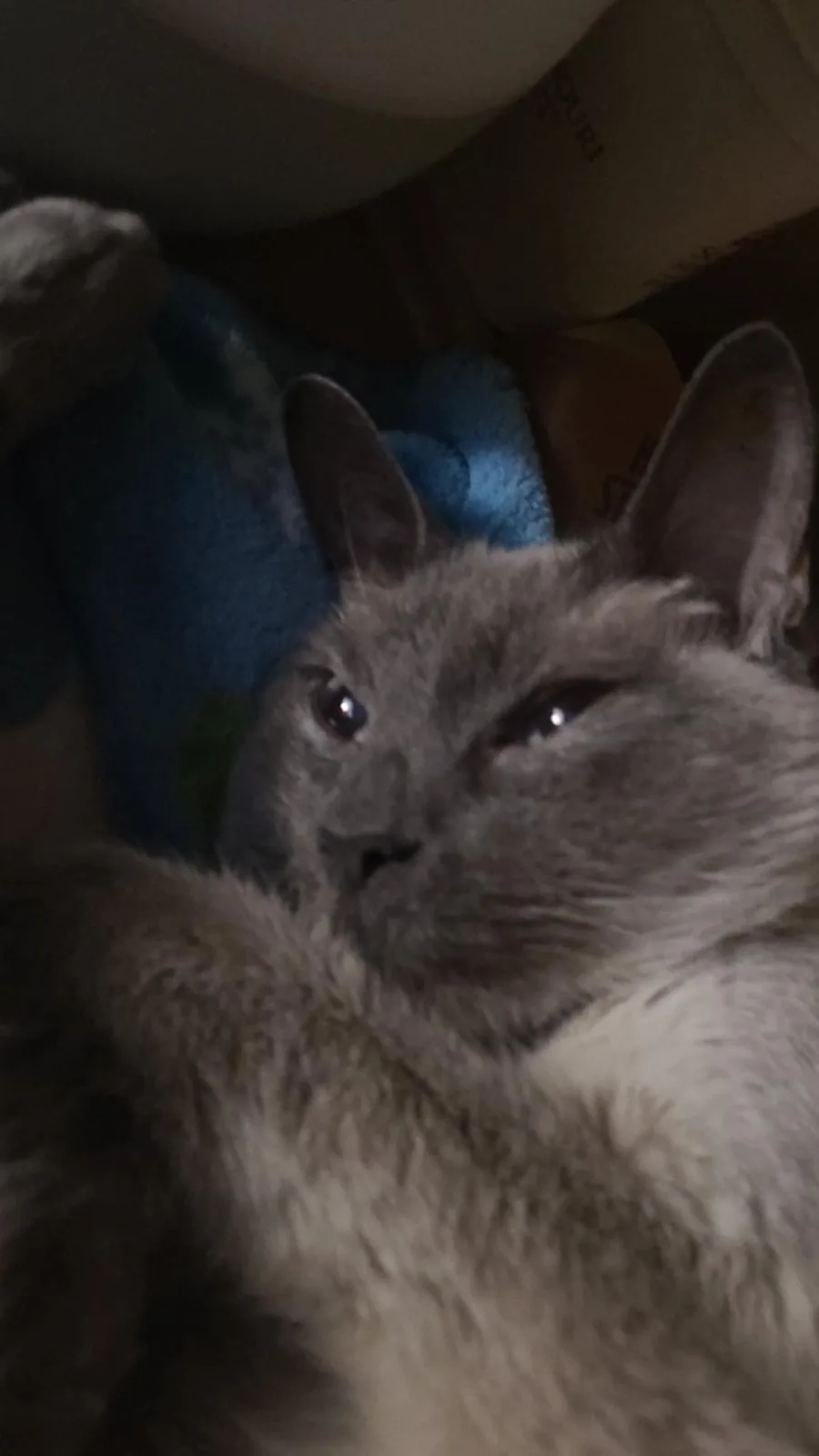 A gray cat with wide, slightly squinted eyes looks directly at the camera in a dimly lit room, one paw raised near its face…