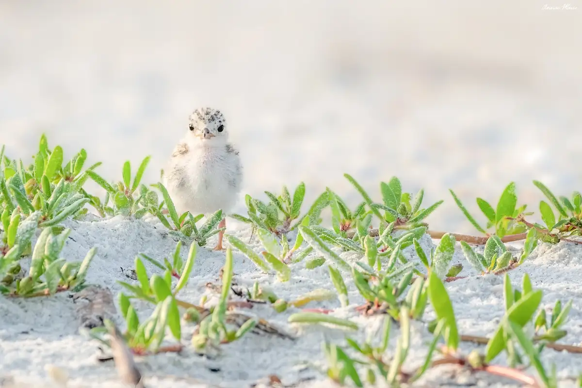 A small, fluffy, speckled baby bird stands in the sand among green beach vegetation, looking directly at the camera with…