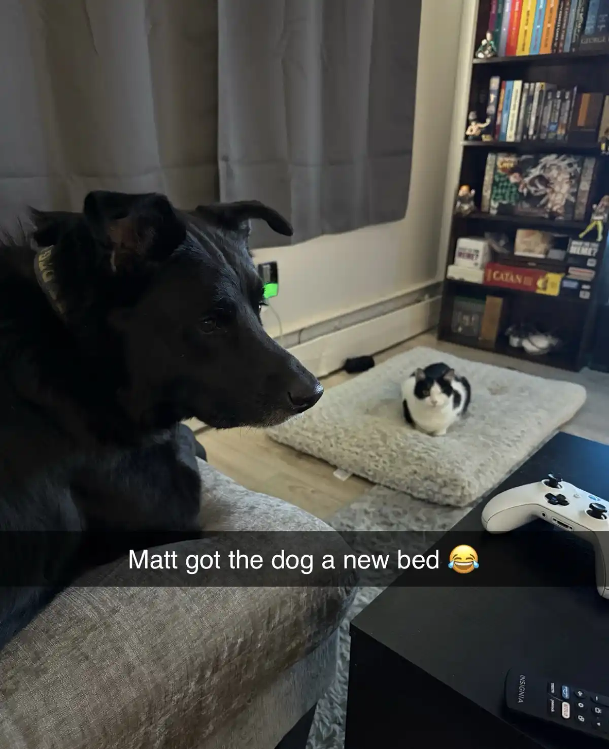 A black dog sits on a couch looking toward a black-and-white cat sitting on a fluffy pet bed on the floor. The overlaid text…