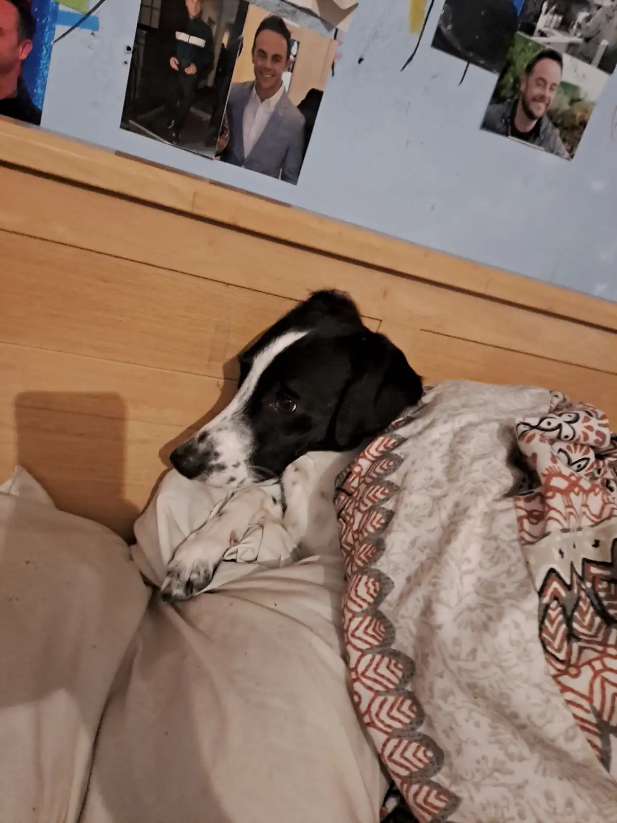 A black and white dog lies in bed, partially covered by a patterned blanket, looking up with a serious expression. Above the…