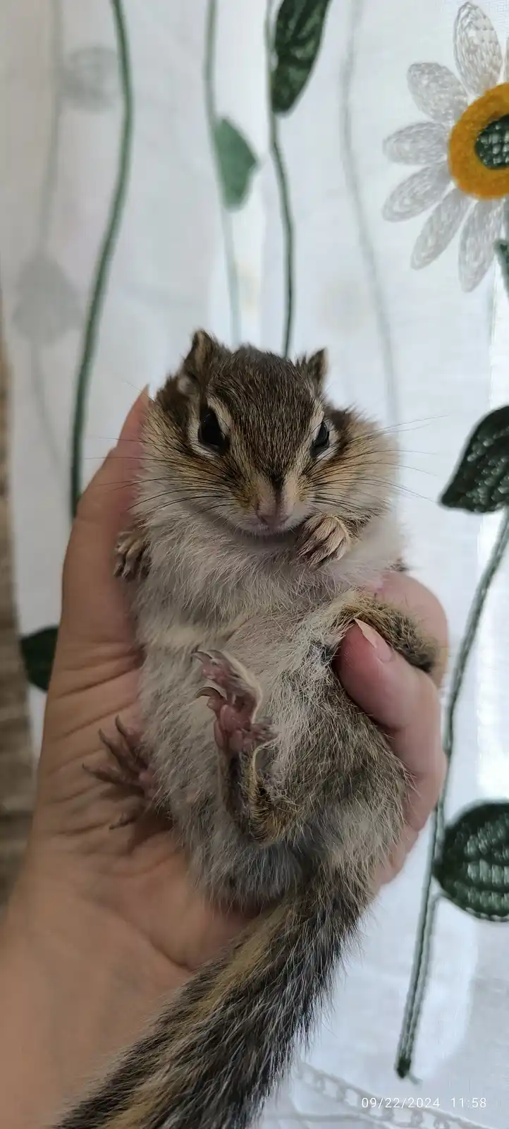 A small chipmunk is held gently in a person's hand, looking directly at the camera with its paws slightly raised. The…