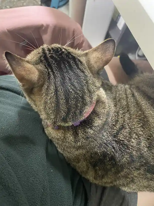 Yet Another Adorable Cat