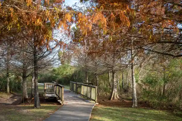 A serene outdoor scene shows a paved path leading through a wooded area with tall trees displaying autumnal orange and brown…