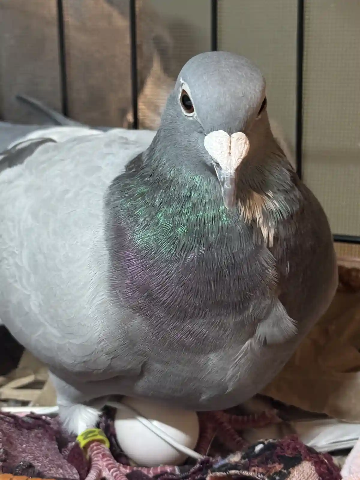 A close-up photo of a gray pigeon with iridescent green and purple feathers on its neck, standing on a patterned fabric…