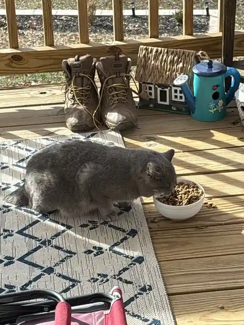 A gray cat is eating kibble from a white bowl on a wooden deck, standing on a patterned rug. Behind the cat, a pair of brown…