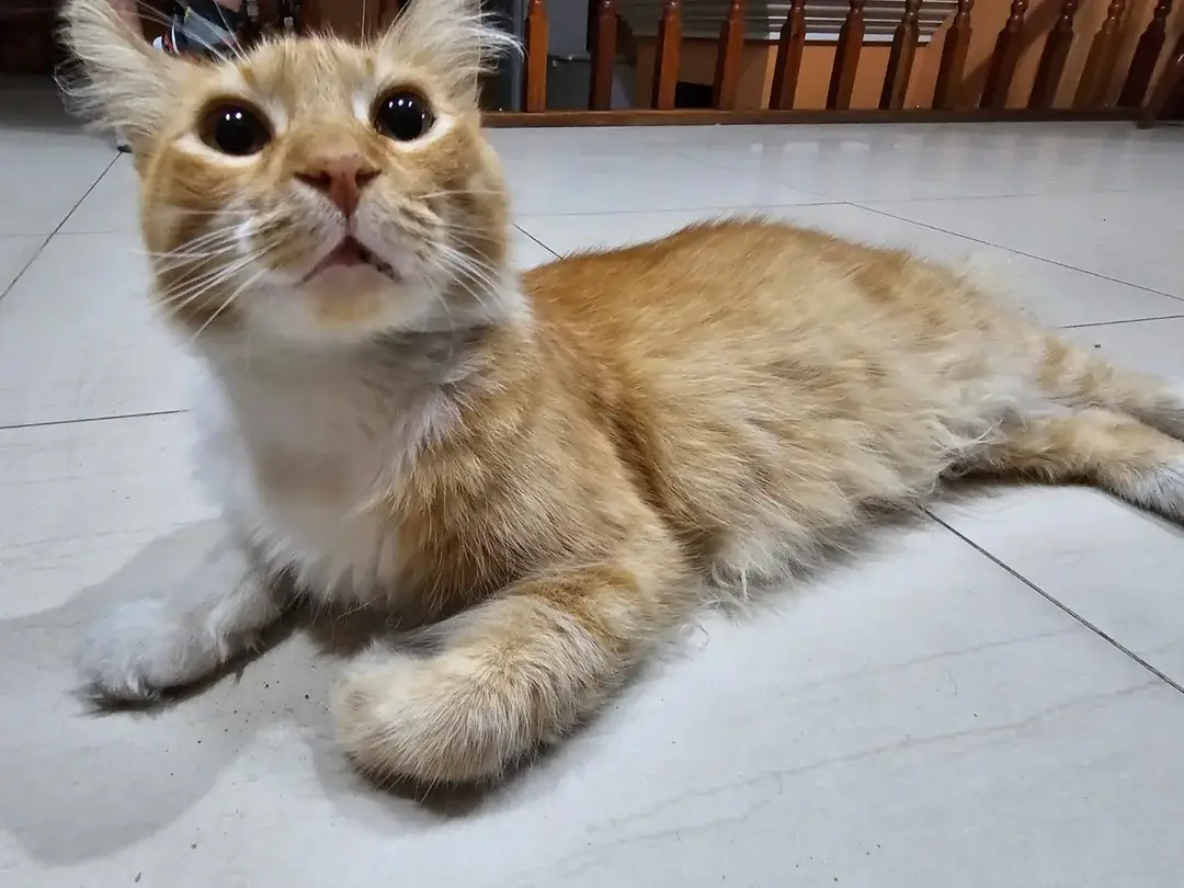 A fluffy orange and white cat lies on a tiled floor, looking upward with wide, innocent eyes and a slightly open mouth, as…