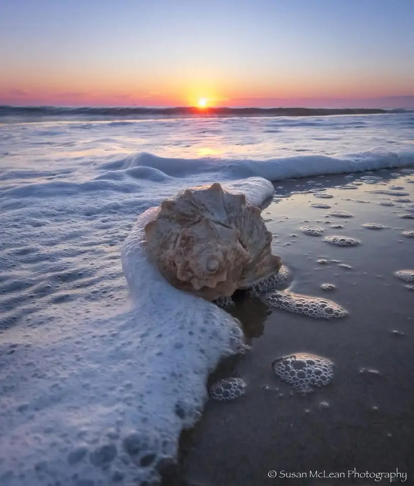 A large seashell rests on wet sand at sunset, partially submerged in foamy ocean water as waves roll in. The sky glows with…