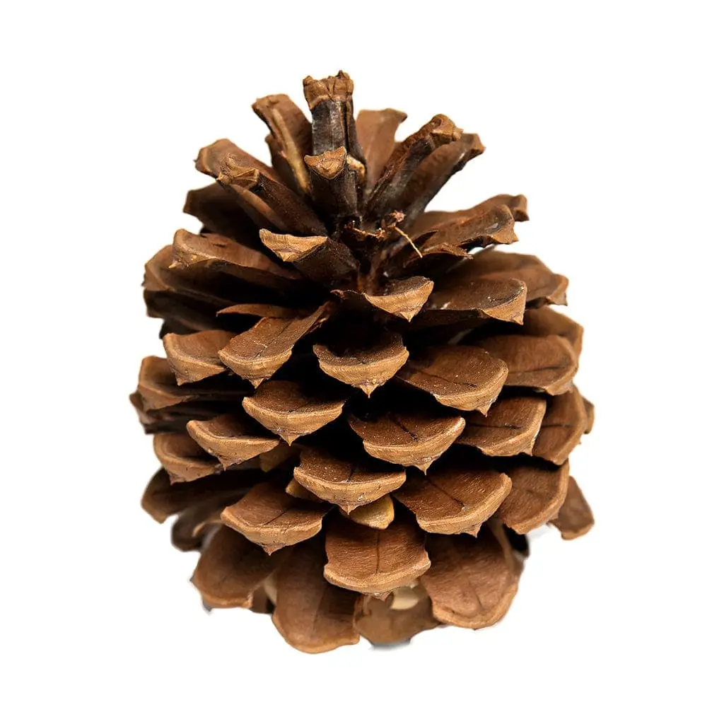 A close-up photograph of a brown pinecone against a plain white background, with the overlaid text 'i'm not a pinecone, i'm…