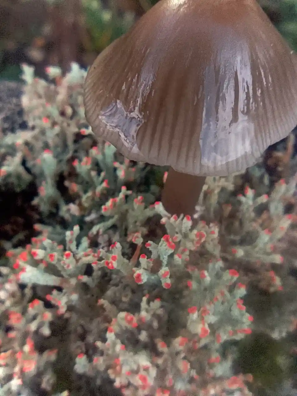 A close-up photo shows a brown mushroom cap with white gills, growing amidst a patch of grayish-green lichen speckled with…