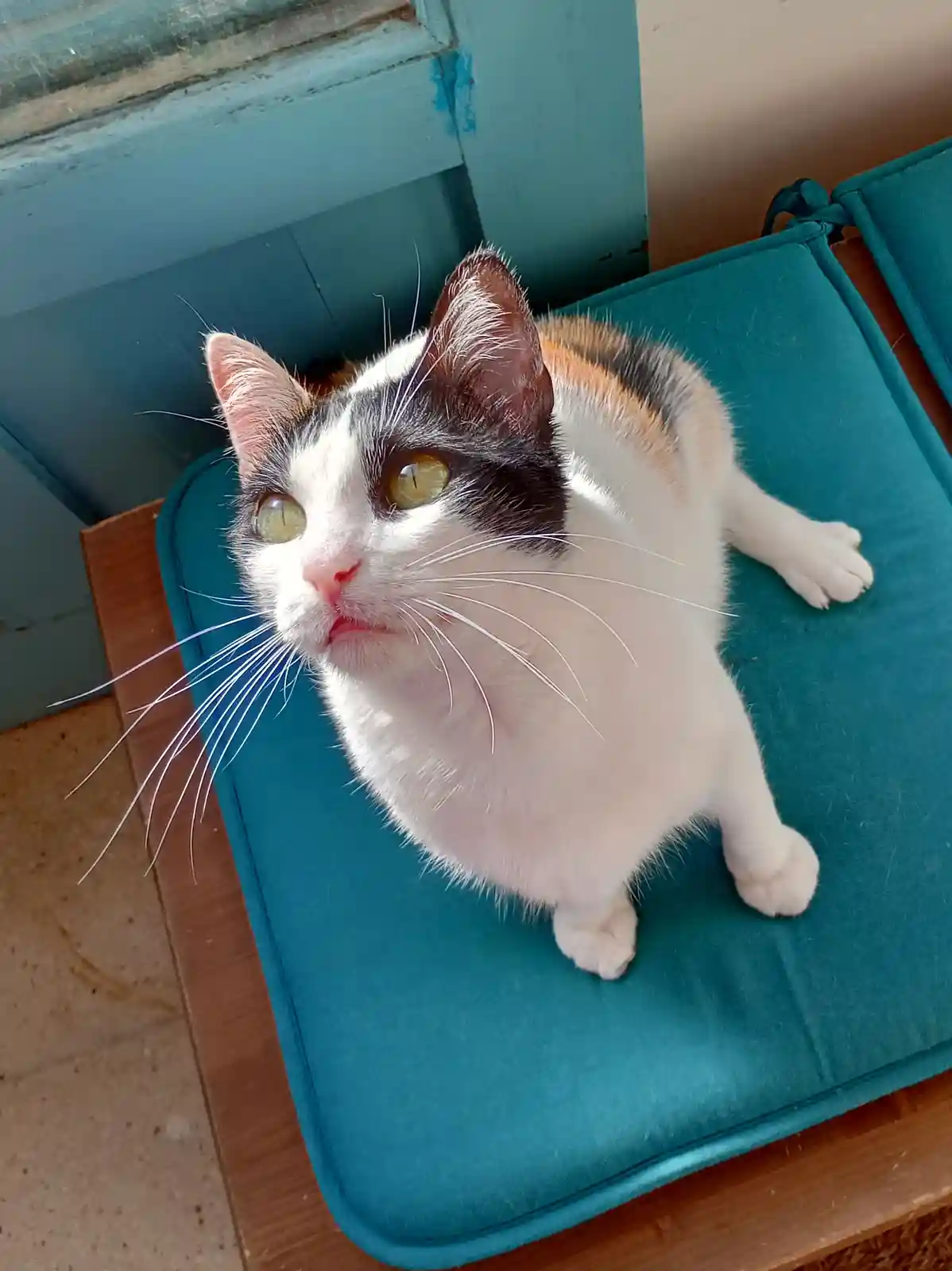 A calico cat with white, black, and orange fur sits on a teal cushioned chair, looking up with wide, yellow eyes and a…