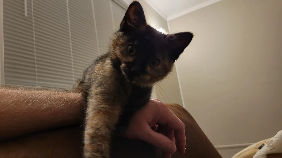 A Friend Brought Over This Adorable Little Kitty!