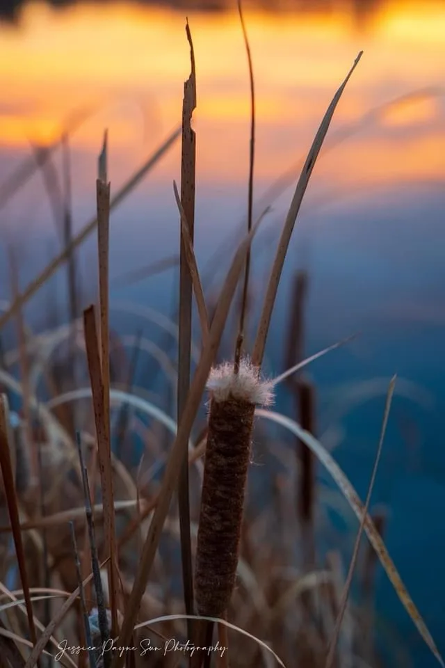 A close-up photograph of a cattail plant at sunset, with warm orange and blue tones in the background. The cattail's brown…