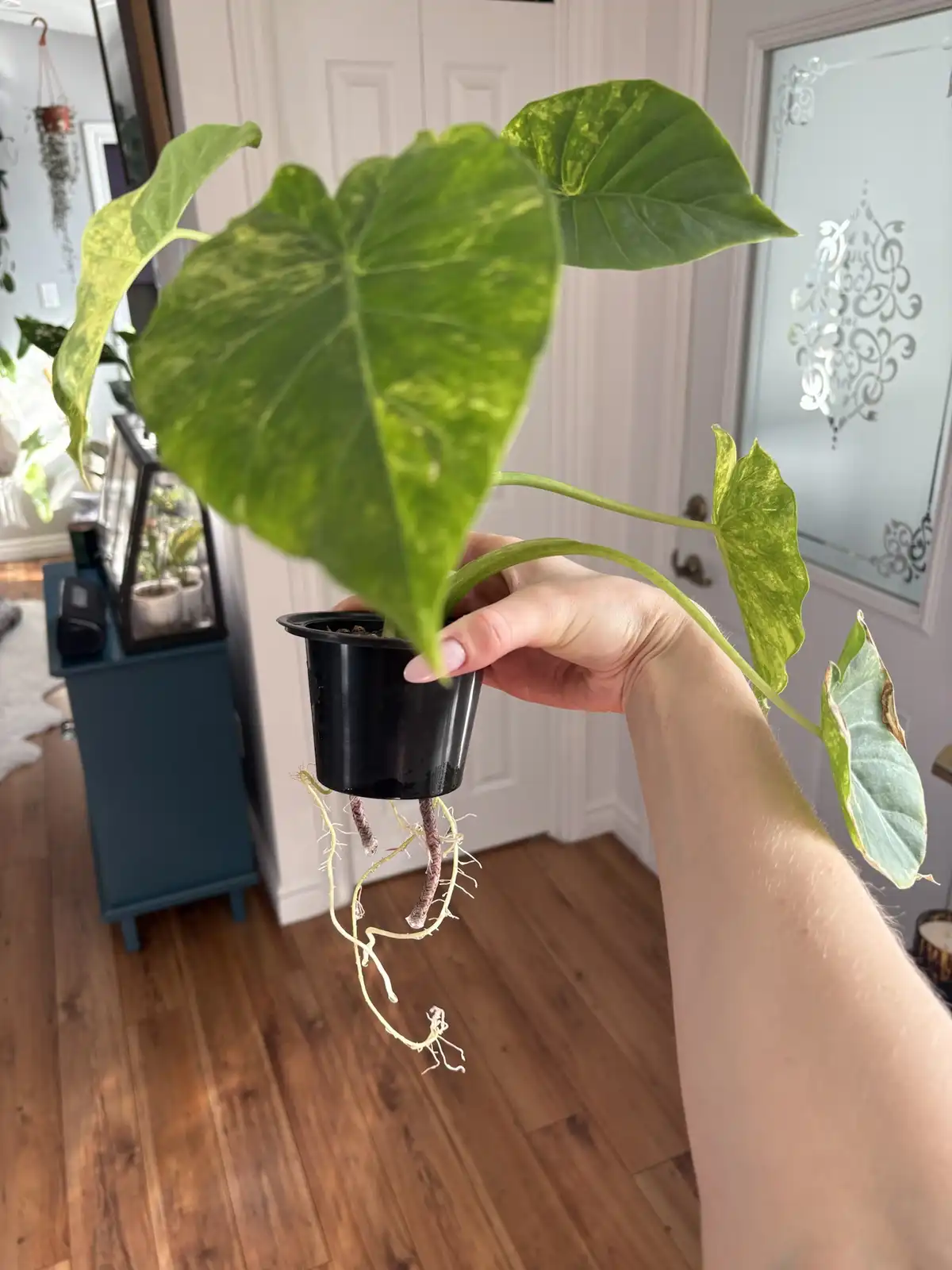 A person holds a small potted plant with large, variegated green leaves, revealing long, exposed roots dangling from the…