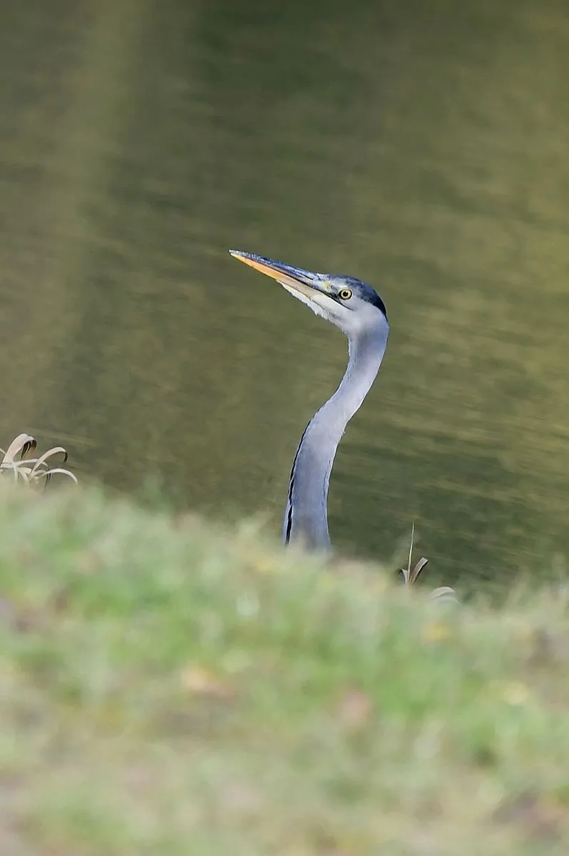 A grey heron stands in shallow water, its long neck and pointed beak visible above green grass and blurred water. The…