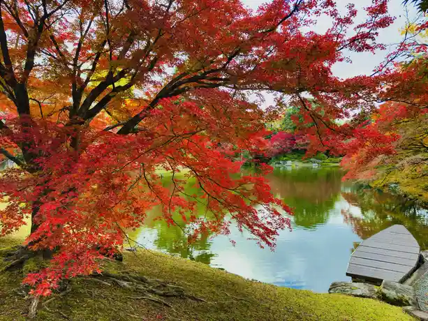 A serene autumn landscape featuring a large tree with vibrant red and orange leaves arching over a calm pond, with a wooden…
