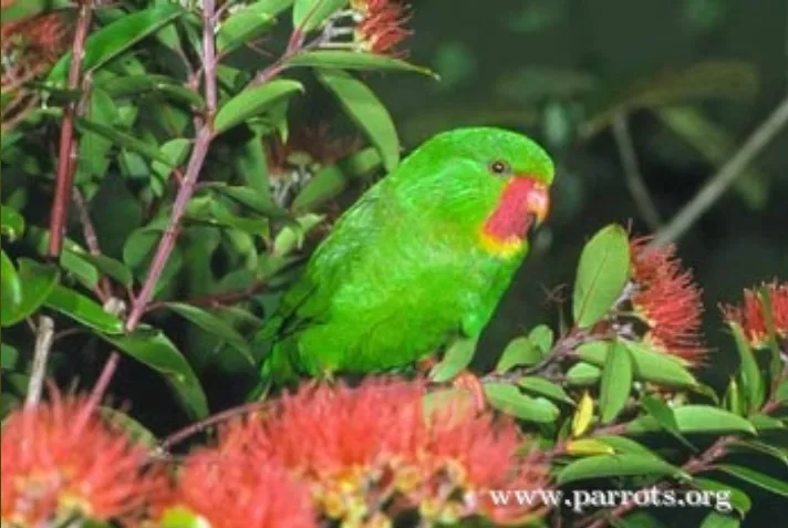 A vibrant green parrot with a red face and yellow throat perches on a branch among green leaves and red flowers. The image…