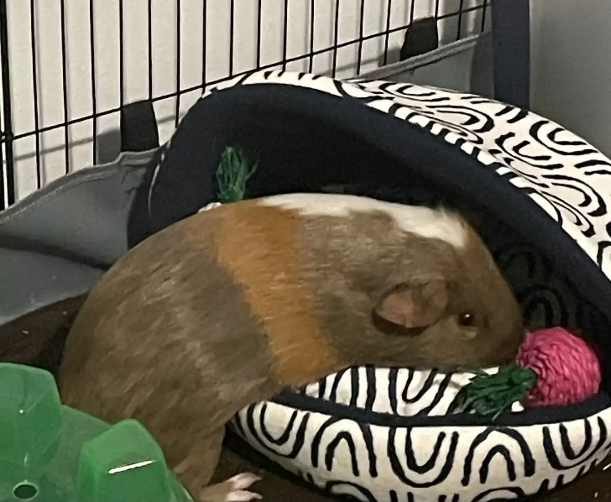 A brown and white guinea pig is nestled in a black and white patterned pet bed inside a wire cage, actively chewing on a…