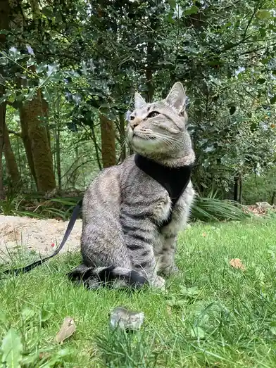 Caturday Celebrations with My Furry Friends