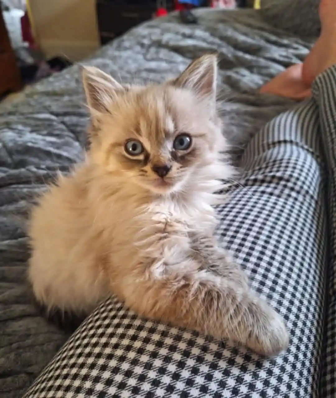 a fluffy, light-colored kitten with large blue eyes sits on a person's lap, which is covered in black-and-white houndstooth…