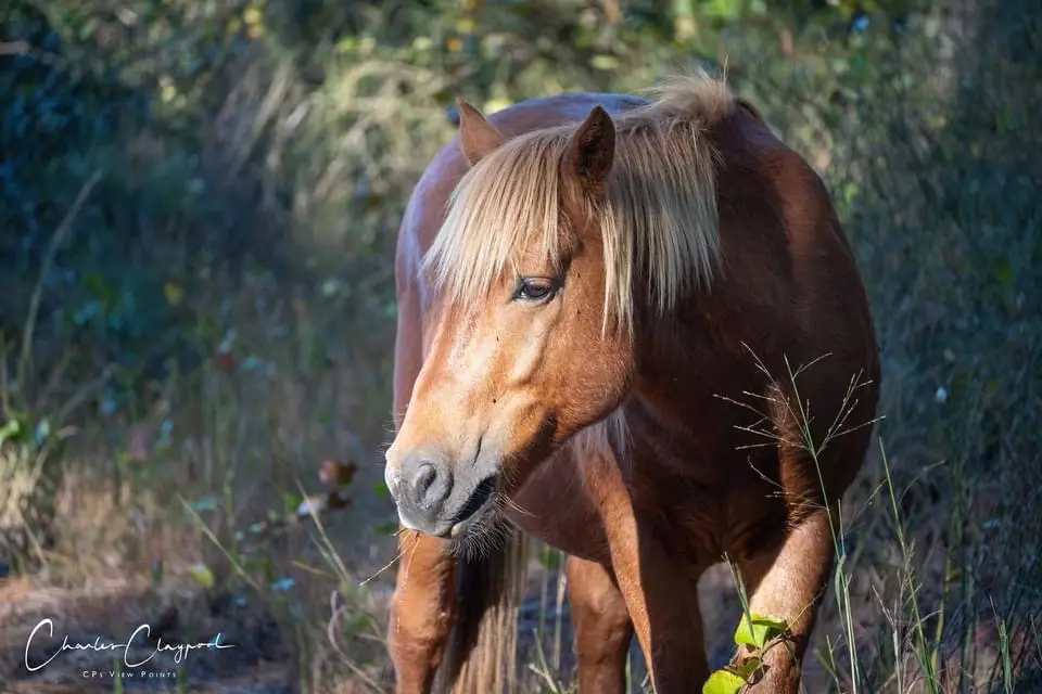 A brown horse with a blonde mane stands in a grassy, wooded area, looking slightly downward with a calm, unbothered…