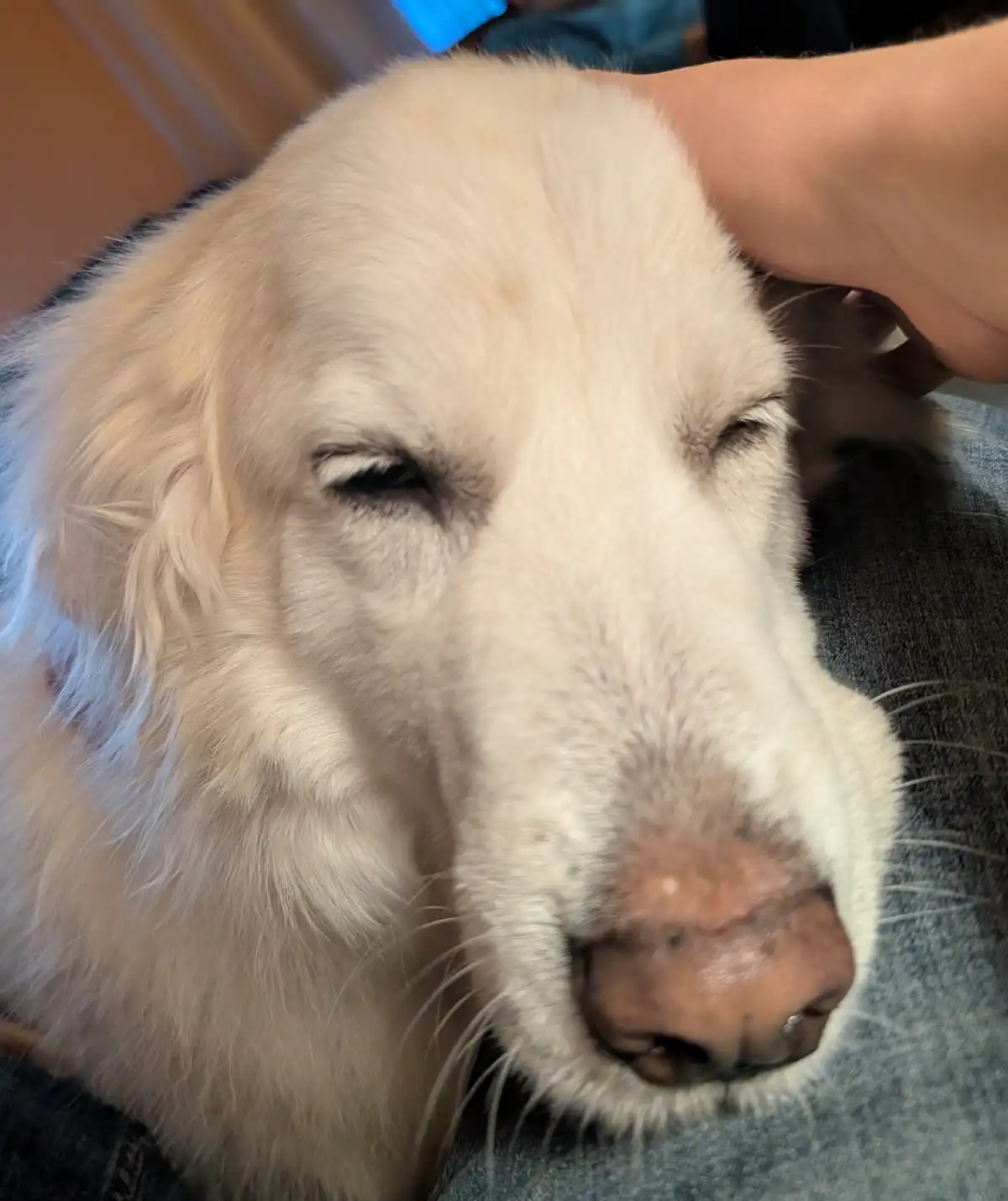 A close-up photo shows a light-colored dog with its eyes half-closed, appearing very relaxed and content while resting its…