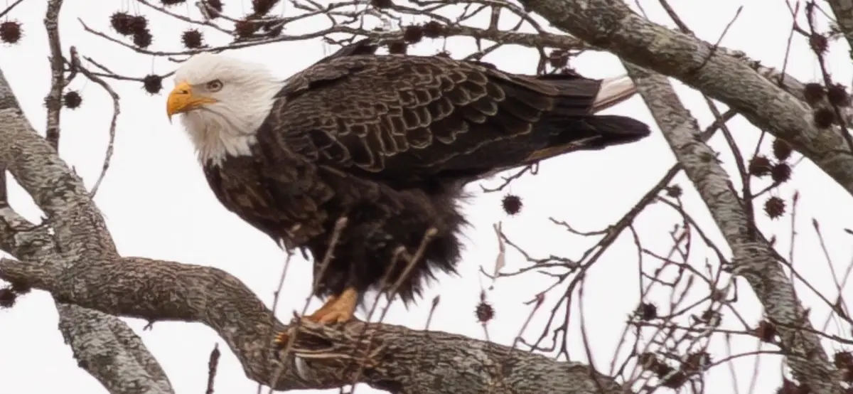 A bald eagle perched on a tree branch with bare branches and spiky seed pods in the background, looking intensely forward…