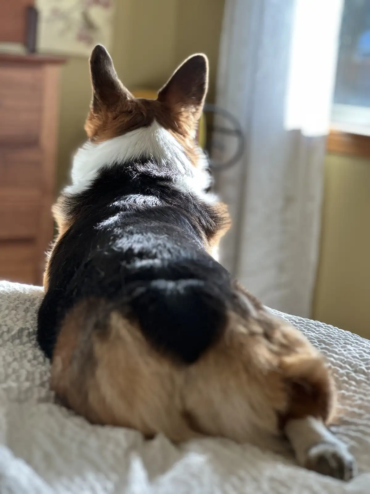 A tri-color corgi is seen from behind, sitting on a textured white blanket and facing away from the camera toward a window…