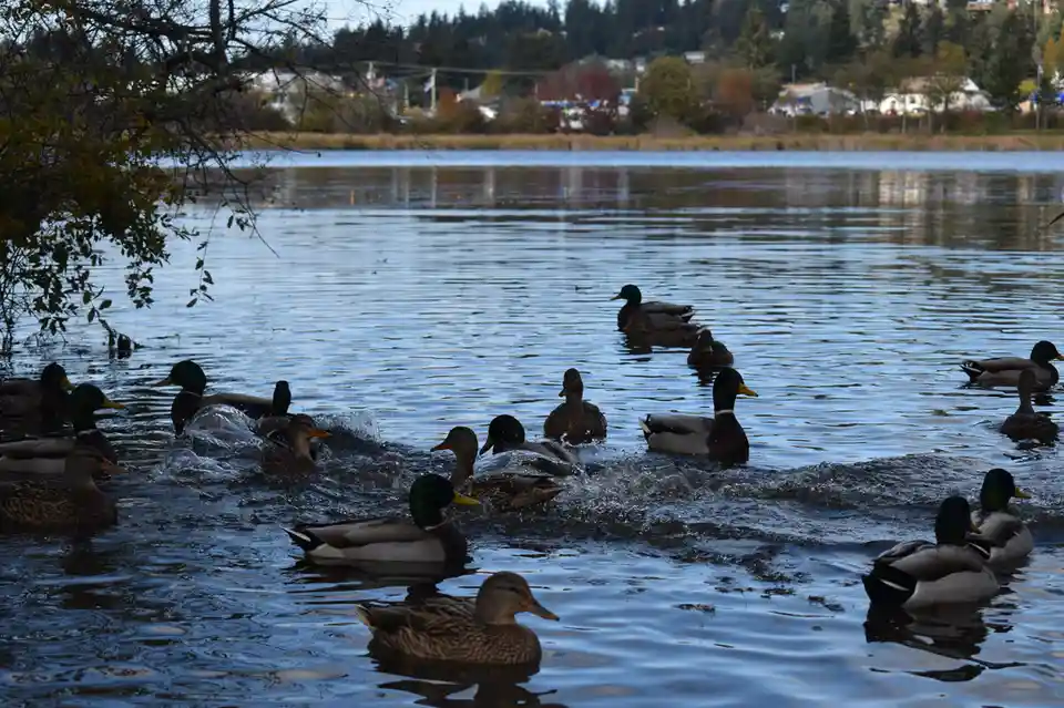 A group of mallard ducks swim in a lake, some creating splashes as they move. The image has text overlaid that reads 'i'm…