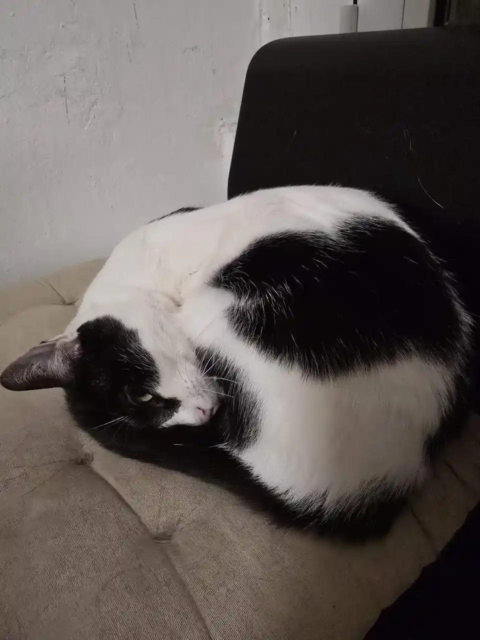 A black and white cat is curled up sleeping on a beige couch, its body forming a compact, rounded shape. The cat's face is…