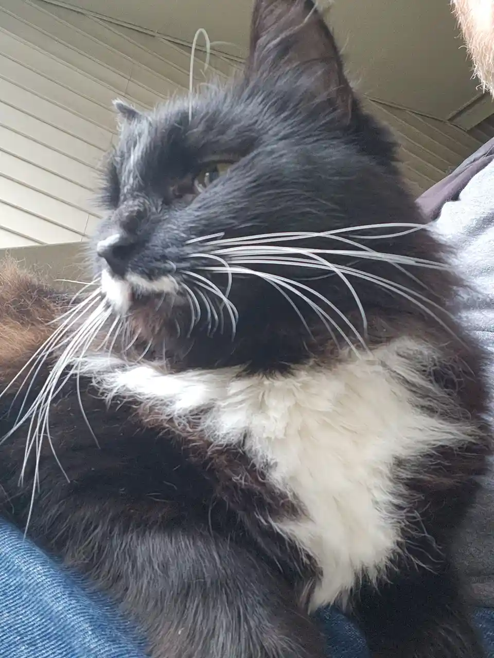 A close-up of a fluffy black-and-white cat with long white whiskers, resting on someone's lap, looking off to the side with…