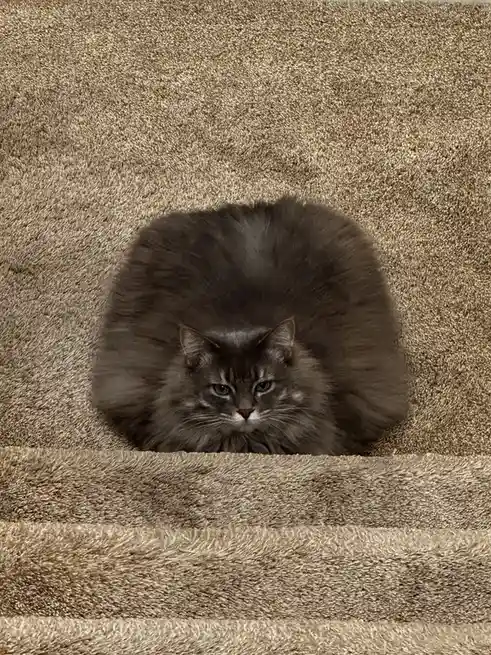The Adorable Minecraft Block Cat Adventure