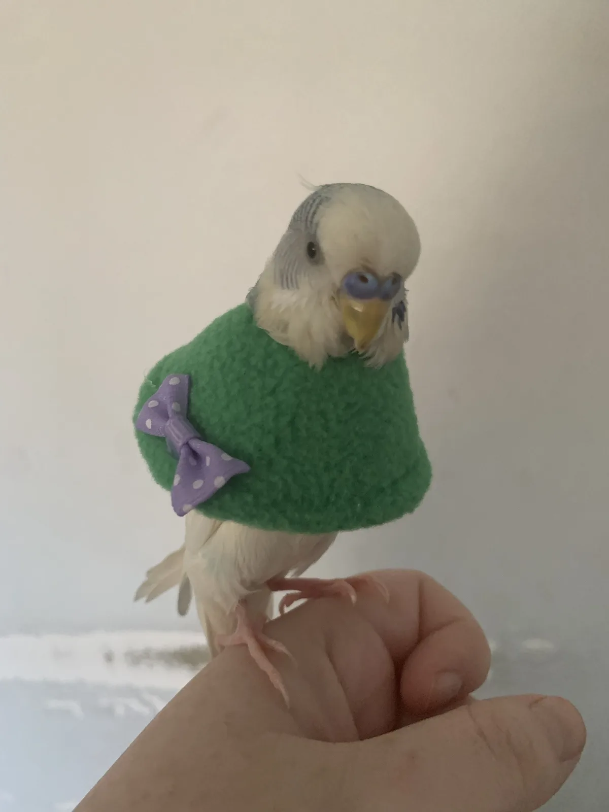 A small, light-colored budgerigar perched on a person's hand wears a green, fuzzy sweater with a purple polka-dot bow. The…