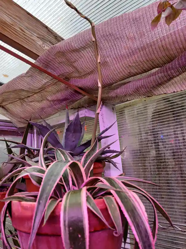 A tall, thin, brown plant stalk grows vertically from a potted succulent, reaching toward a pinkish mesh shade cloth in a…