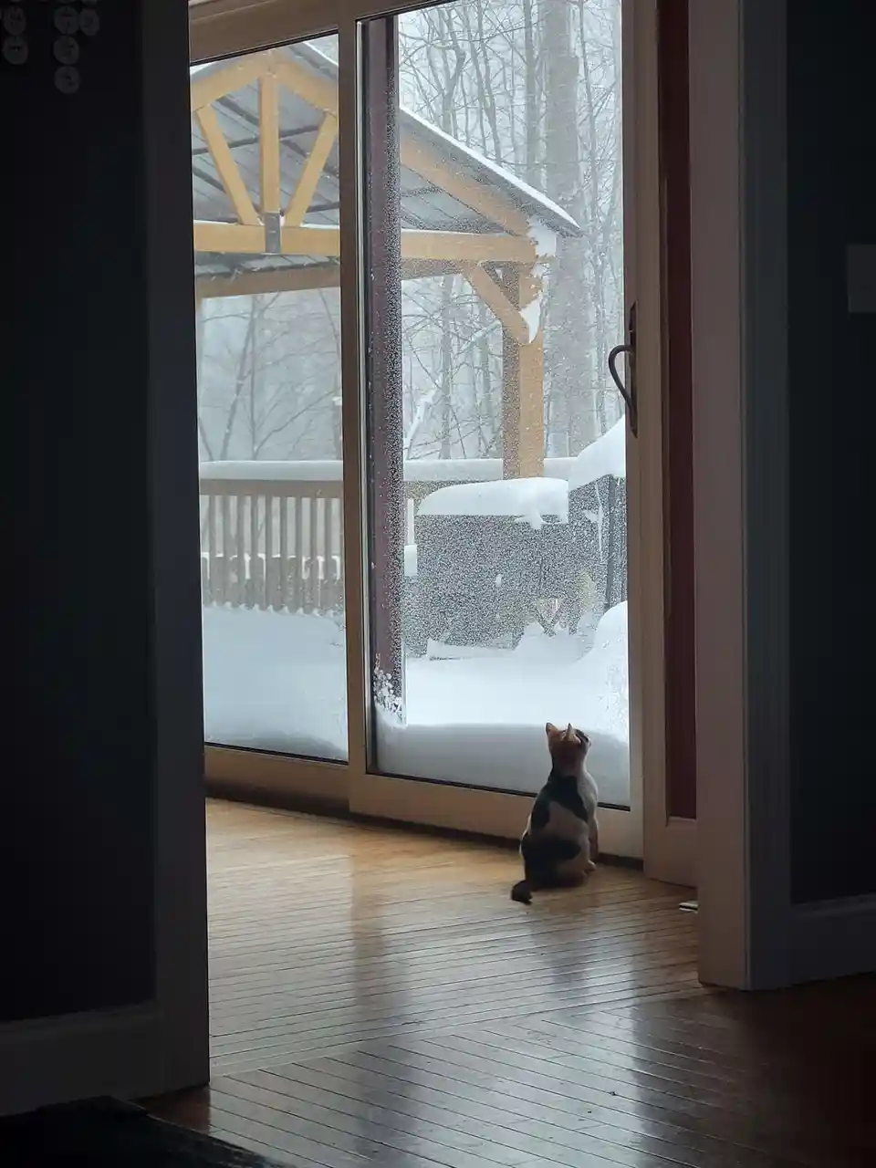 A calico cat sits on a hardwood floor indoors, looking out a large glass door at a snowy outdoor scene with a wooden deck…