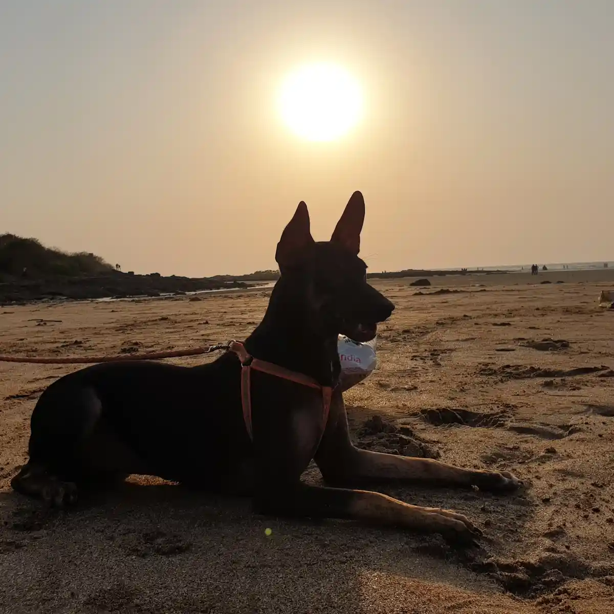A black dog with pointed ears lies on a sandy beach at sunset, wearing an orange harness and leash. The sun is a bright orb…