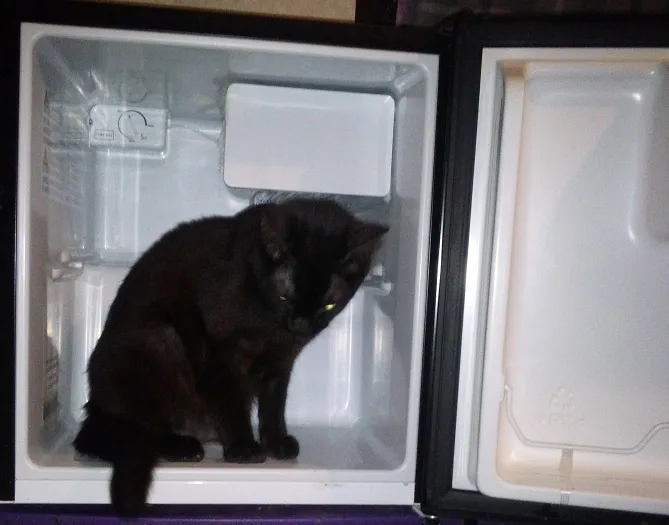 A black cat sits inside an open, empty mini-fridge with its door ajar, looking down. The text overlaid on the image reads…