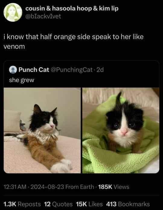 The image displays a side-by-side comparison of two cats: on the left, an adult calico cat with a prominent orange patch on…