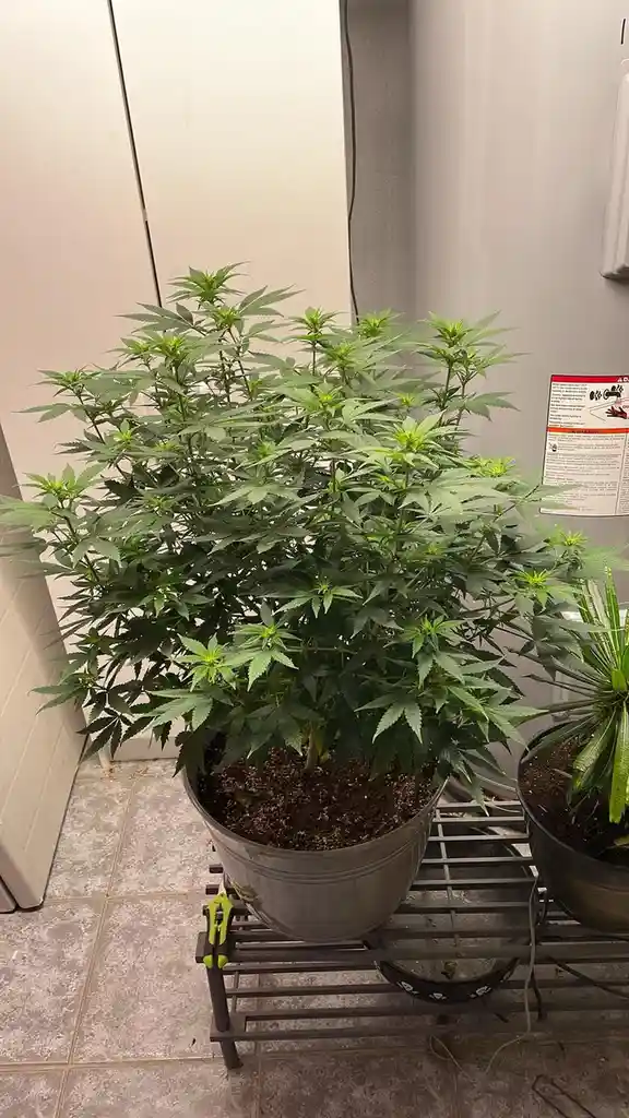 Transform Your Garden with Miracle Grow